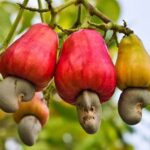 काजू उद्योगाला चालना मिळणार-बोवलेकर