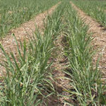 कोकणावर हवामानबदलाचे सावट