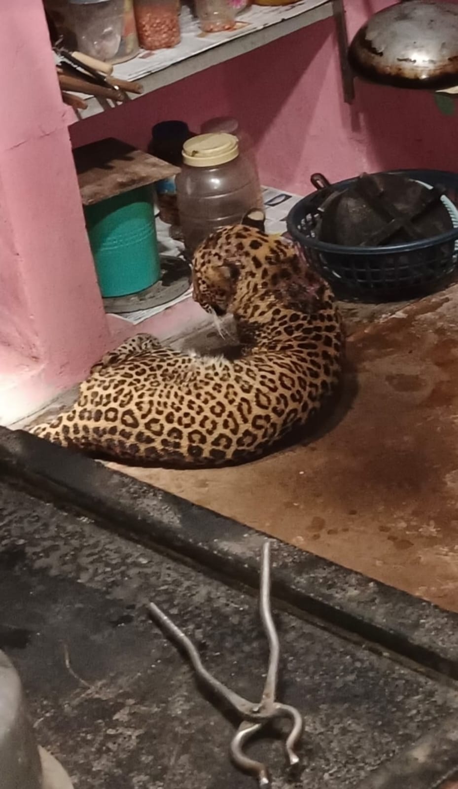 बिबट्या घुसला स्वयंपाकघरात