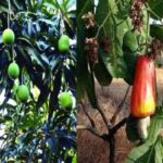 ​ संकटाच्या छायेत कोकणचा बागायतदार