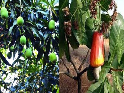 ​ संकटाच्या छायेत कोकणचा बागायतदार