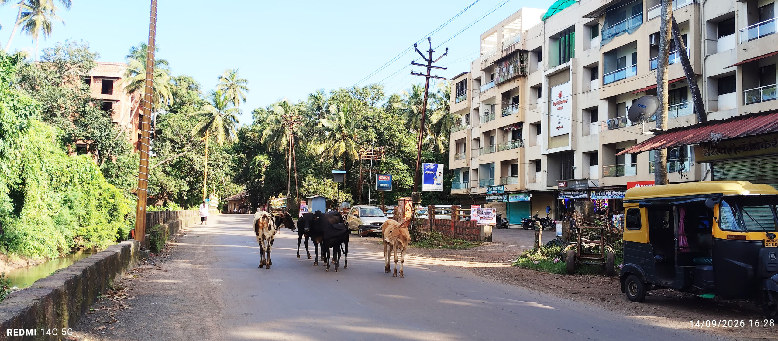 विशेष मोहिम राबवून सुद्धा मोकाट गुरे फिरण्याची परिस्थिती 'जैसे थे' 
