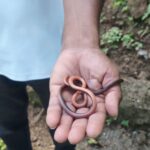 अति दुर्मिळ कॅस्ट्रोज कोरल स्नेकचे दर्शन